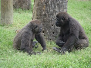 Western Lowland Gorillas