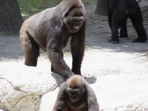 Asha & Pele - Western Lowland Gorillas