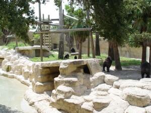 Western Lowland Gorillas
