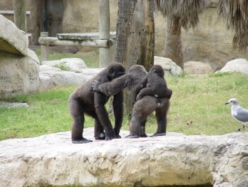Nzinga, Harambe, and Asha - Western Lowland Gorillas