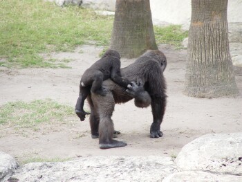 Asha and Harambe - Western Lowland Gorillas