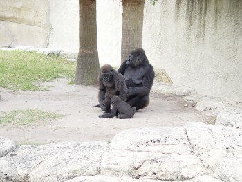 Harambe, Asha, and Martha - Western Lowland Gorillas