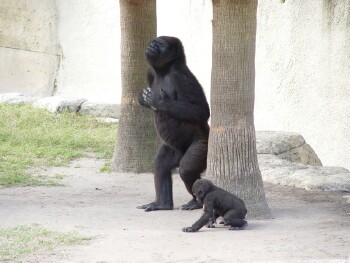 Martha and Asha - Western Lowland Gorillas