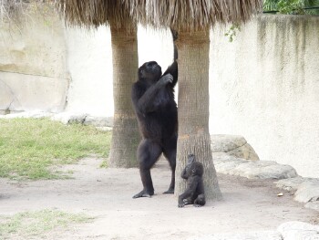 Martha and Asha - Western Lowland Gorillas