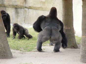 Martha, Nzinga, And Moja - Western Lowland Gorillas