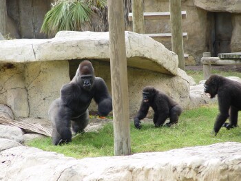 Moja, Nzinga, and Martha - Western Lowland Gorillas