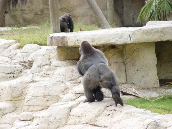 Moja in front, Harambe and Asha in back - Western Lowland Gorillas