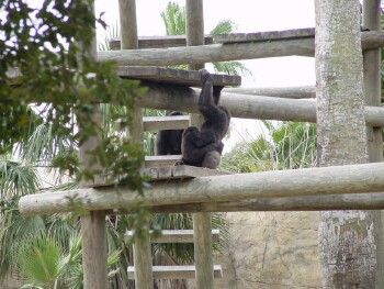 Harambe and Asha - Western Lowland Gorillas