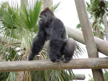 Moja - Western Lowland Gorilla