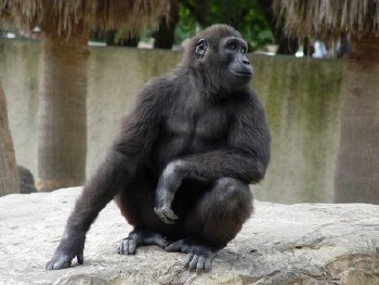 Nzinga (born May 22, 1998 - son of Mary and Moja) - Western Lowland Gorilla