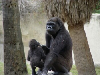 Martha and Asha (Martha was born in 1989 and is the daughter of Katunga and Lamydoc) - Western Lowland Gorillas
