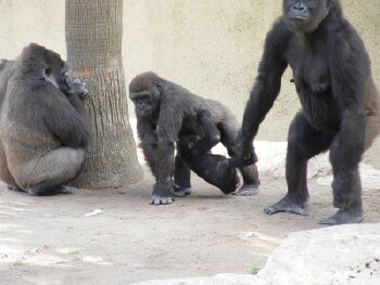 Penny, Harambe, Asha, and Martha - Western Lowland Gorillas