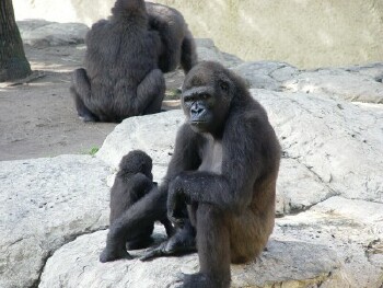 Asha and Martha with Harambe and Nzinga in back - Western Lowland Gorillas