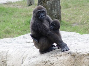 Martha and Asha (Asha, daughter of Martha and Moja, was born December 4, 2002) - Western Lowland Gorillas