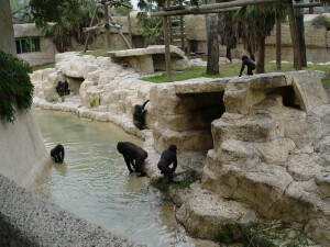 Gorillas in and near the water - Western Lowland Gorillas