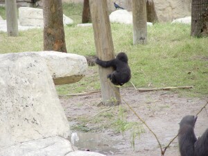 Asha climbing - Western Lowland Gorilla
