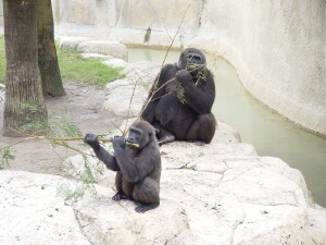 Harambe and Mary - Western Lowland Gorillas
