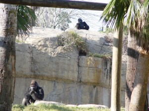 Dad (Moja below) and Granddad (Lamydoc above) watch over the children - Western Lowland Gorillas