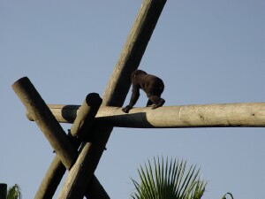 Asha up high - Western Lowland Gorilla