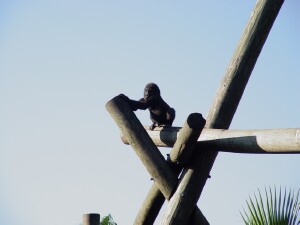 Asha enjoys the view from the top - Western Lowland Gorilla