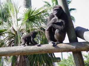 Asha and her Mom Martha - Western Lowland Gorillas
