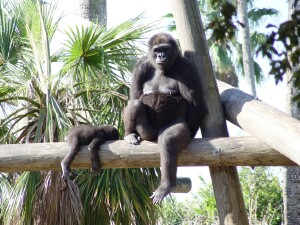 Asha and Martha - Western Lowland Gorillas