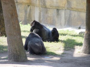 Asha and her Dad Moja - Western Lowland Gorillas