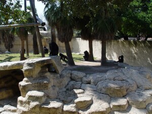 Gorillas in silhouette - Western Lowland Gorillas