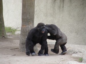 Nzinga and Harambe - Western Lowland Gorillas