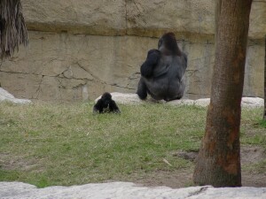 Asha and Dad, Moja - Western Lowland Gorillas