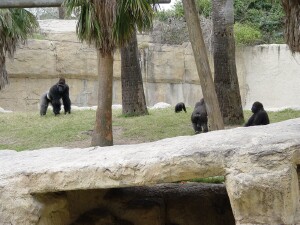 Moja, Asha, Nzinga, and Harambe - Western Lowland Gorillas