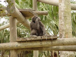 Harambe - Western Lowland Gorilla