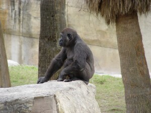 Harambe - Western Lowland Gorilla