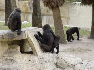 Nzinga, Martha, Asha, and Harambe - Western Lowland Gorillas
