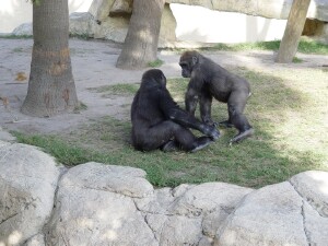 Nainga and Harambe - Western Lowland Gorillas