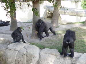 Martha, Asha, Harambe, Penny, & Nzinga - Western Lowland Gorillas