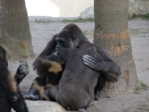 Nzinga, Harambe, & Penny - Western Lowland Gorillas