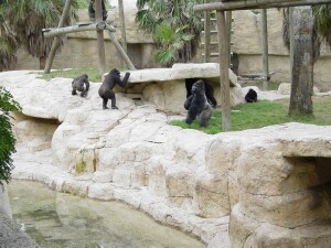 Harambe, Martha, Moja, & Pele - Western Lowland Gorillas