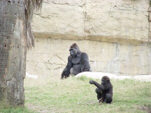 Moja & Pele - Western Lowland Gorillas