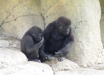 Asha & Pele - Western Lowland Gorillas