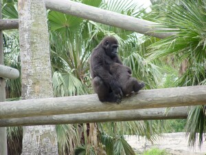 Asha & Harambe - Western Lowland Gorillas
