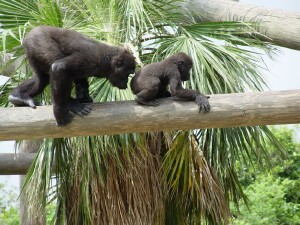 Asha & Nzinga - Western Lowland Gorillas