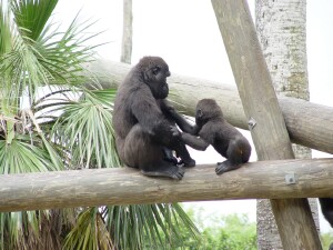 Asha & Nzinga with Harambe looking on (lower right) - Western Lowland Gorillas