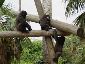 Nzinga, Asha, and Harambe - Western Lowland Gorillas