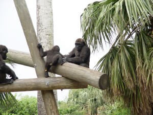 Harambe to the Rescue - Western Lowland Gorillas