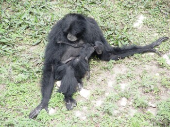 Siamang - Gibbon